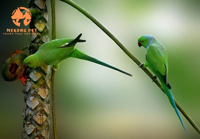 Chuyên mua bán vẹt ringneck tại tphcm